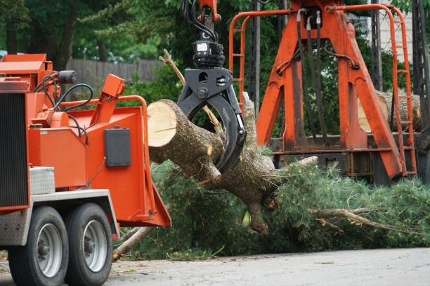 Trusted El Rancho, NM Tree Care Services Experts